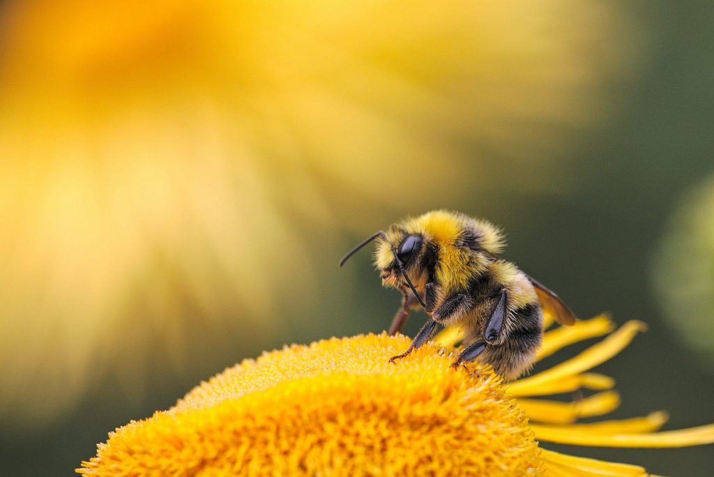 Pszczoła na żółtym kwiatku w skali makro