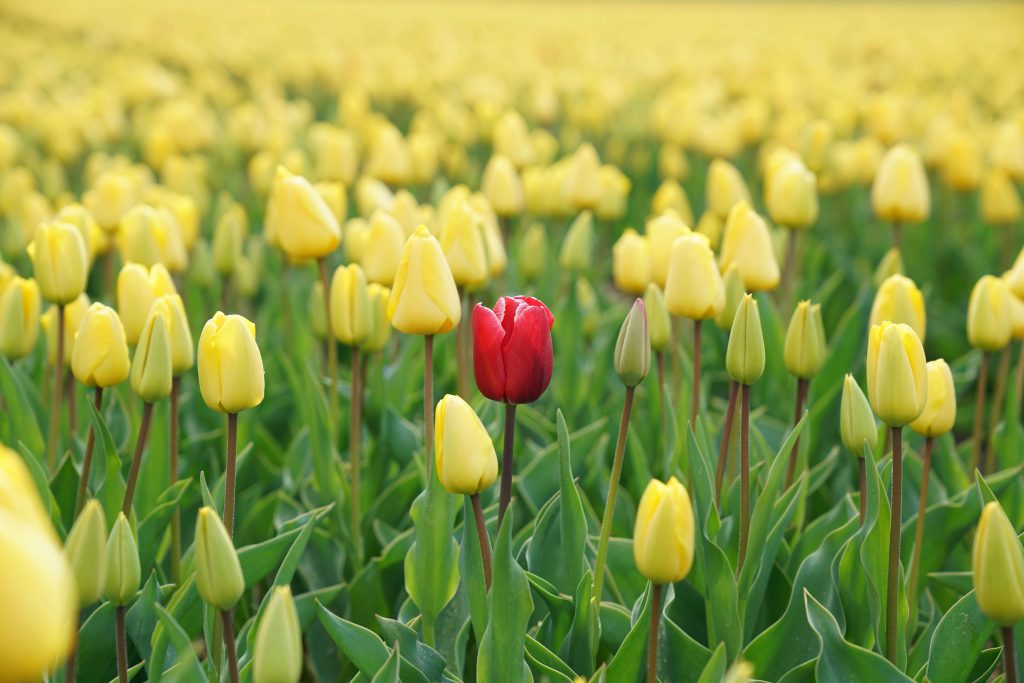 Łąka tulipanów